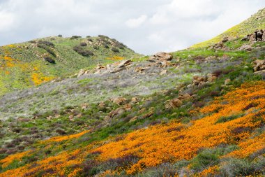 California Golden haşhaş ve Walker Kanyon, Lake Elsinore, Ca. ABD'de çiçek açan Goldfields dağ tepeleri. Parlak turuncu haşhaş çiçekler California sırasında süper bloom bahar mevsimi çöl..