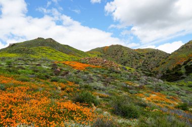 California Golden haşhaş ve Walker Kanyon, Lake Elsinore, Ca. ABD'de çiçek açan Goldfields dağ tepeleri. Parlak turuncu haşhaş çiçekler California sırasında süper bloom bahar mevsimi çöl..