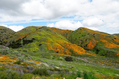 California Golden haşhaş ve Walker Kanyon, Lake Elsinore, Ca. ABD'de çiçek açan Goldfields dağ tepeleri. Parlak turuncu haşhaş çiçekler California sırasında süper bloom bahar mevsimi çöl..