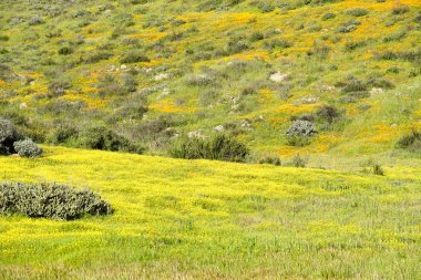 California Walker Kanyon, Lake Elsinore, Ca. ABD. California çöl süper bloom bahar mevsimi sırasında bazı portakal haşhaş çiçekli parlak yeşil vadi.