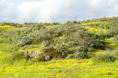 California Walker Kanyon, Lake Elsinore, Ca. ABD. California çöl süper bloom bahar mevsimi sırasında bazı portakal haşhaş çiçekli parlak yeşil vadi.