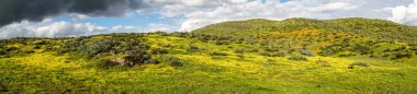 Panoramik dağ hills California Golden haşhaş ve Walker Kanyon, Lake Elsinore, Ca. ABD'de çiçek açan Goldfields. Parlak turuncu haşhaş çiçekler California sırasında süper bloom bahar mevsimi çöl..