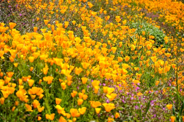 Close Van Californië Golden Poppy Goldfields Bloeien Walker Canyon Lake — Stockfoto