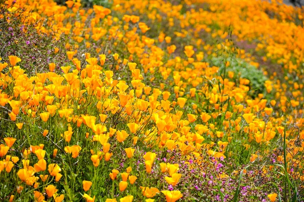 Закройте Калифорнийский Золотой Поппи Голдфилдс Цветущие Каньоне Уолкер Озеро Эльсинор — стоковое фото