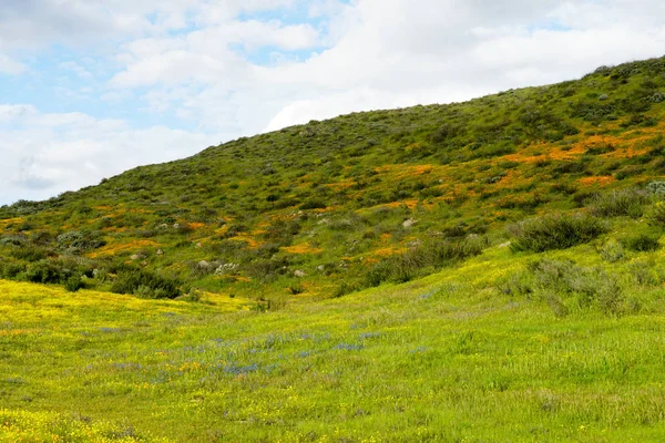 Mountain Hills California Golden Poppy Goldfields Blooming Walker Canyon Lake — Stock Photo, Image