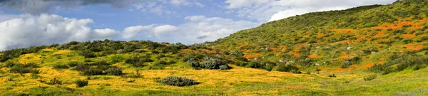 Panoramic view of Mountain hills with California Golden Poppy and Goldfields blooming in Walker Canyon, Lake Elsinore, CA. USA. Bright orange poppy flowers during California desert super bloom spring season.