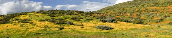 Panoramic view of Mountain hills with California Golden Poppy and Goldfields blooming in Walker Canyon, Lake Elsinore, CA. USA. Bright orange poppy flowers during California desert super bloom spring season.