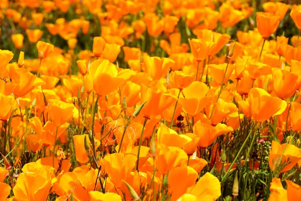 Close California Golden Poppy Goldfields Blooming Walker Canyon Lake Elsinore Stock Photo