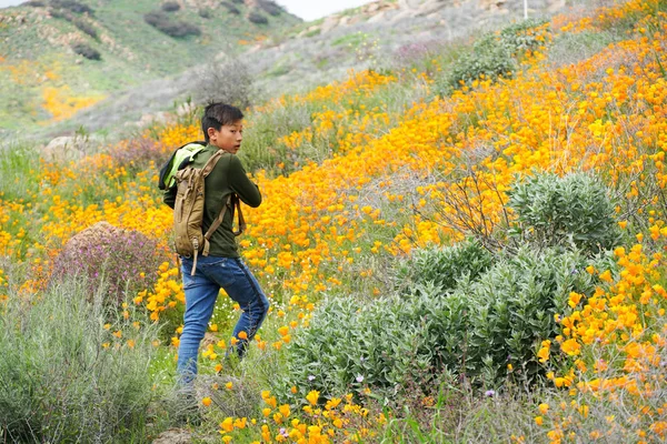 Joven Chico Asiático Deportivo Disfrutando Senderismo Montaña Durante Amapola Oro — Foto de Stock