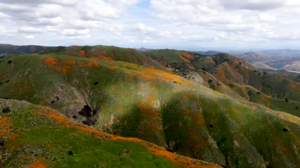 鸟山的鸟图 加州金罂粟和戈德菲尔德在沃克峡谷 埃尔西诺雷湖 乌萨绽放 明亮的橙色罂粟花在加州沙漠超级绽放春天季节 — 图库视频影像