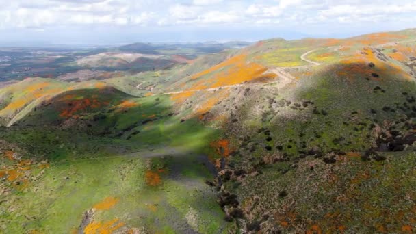 Vista Aérea Montanha Com California Golden Poppy Goldfields Florescendo Walker — Vídeo de Stock