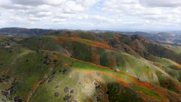 Luftaufnahme Des Berges Mit Kalifornischem Goldmohn Und Goldfeldern Die Der — Stockvideo