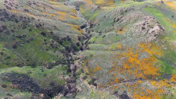 鸟山的鸟图 加州金罂粟和戈德菲尔德在沃克峡谷 埃尔西诺雷湖 乌萨绽放 明亮的橙色罂粟花在加州沙漠超级绽放春天季节 — 图库视频影像