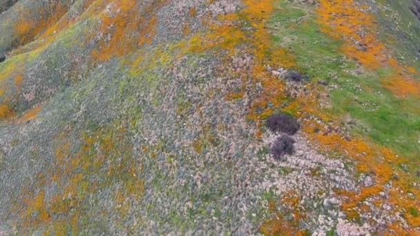Vista Aérea Mountain Con California Golden Poppy Goldfields Floreciendo Walker — Vídeo de stock
