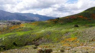 California Golden haşhaş ve Walker Kanyon, Lake Elsinore, Ca. ABD'de çiçek açan Goldfields Dağı havadan görünümü. Parlak turuncu haşhaş çiçekler California sırasında süper bloom bahar mevsimi çöl..