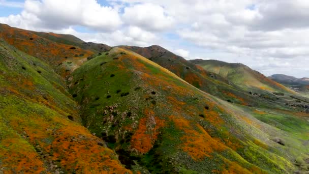 Flygfoto Över Berget Med California Golden Vallmo Och Goldfields Blommande — Stockvideo