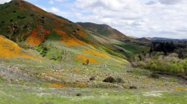 California Golden haşhaş ve Walker Kanyon, Lake Elsinore, Ca. ABD'de çiçek açan Goldfields Dağı havadan görünümü. Parlak turuncu haşhaş çiçekler California sırasında süper bloom bahar mevsimi çöl..