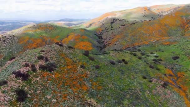 Légi Felvétel Kaliforniai Arany Mák Goldfields Virágzó Walker Canyon Lake — Stock videók