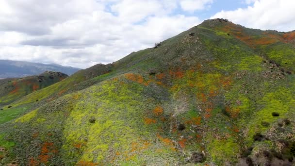 Luftaufnahme Des Berges Mit Kalifornischem Goldmohn Und Goldfeldern Die Der — Stockvideo