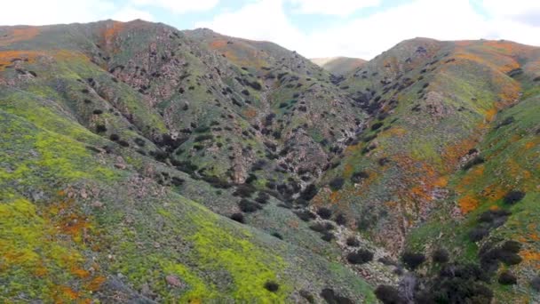 Flygfoto Över Berget Med California Golden Vallmo Och Goldfields Blommande — Stockvideo