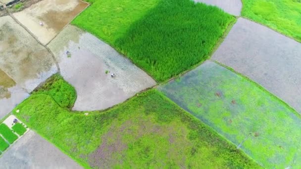 Aerial View Green Rice Vegetable Fields Poor Village China Asia — Stock Video