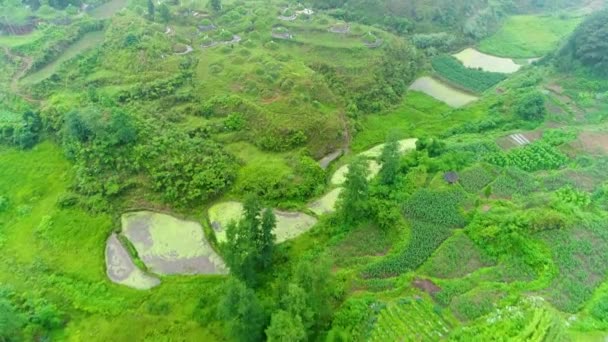 Letecký Pohled Zelená Rýže Zeleninová Pole Chudé Vesnici Číně Asii — Stock video