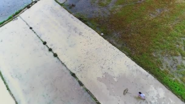 Vista Aérea Arroz Verde Campos Vegetais Vilarejo Pobre China Ásia — Vídeo de Stock