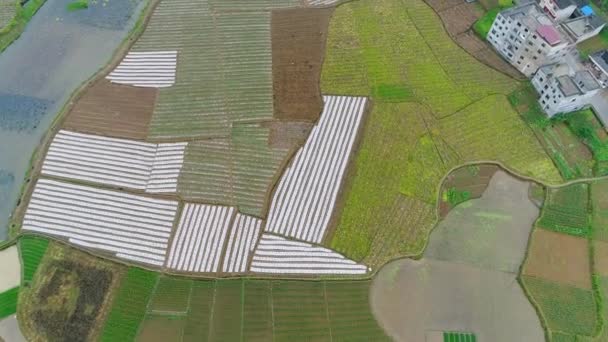 Vista Aérea Arroz Verde Campos Vegetais Vilarejo Pobre China Ásia — Vídeo de Stock