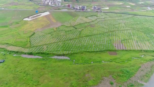 Εναέρια Θέα Πράσινο Ρύζι Και Χωράφια Λαχανικών Φτωχό Χωριό Στην — Αρχείο Βίντεο