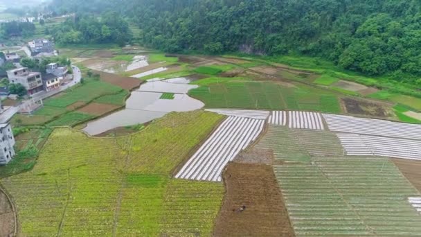 Vue aérienne, rizières vertes et maraîchères dans un village pauvre en Chine, Asie. Exploitation rizicole en terrasses dans le village montagnard et rural avec travailleurs. Agriculture traditionnelle & développement durable 