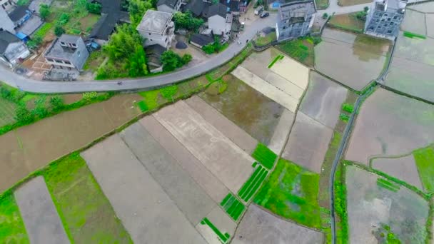 Letecký Pohled Zelená Rýže Zeleninová Pole Chudé Vesnici Číně Asii — Stock video