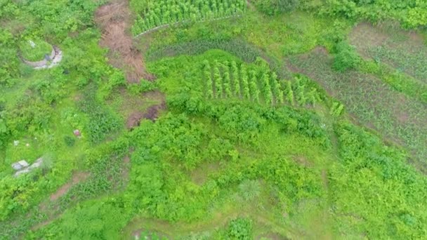 アジアの貧しい村の空撮 緑の米と野菜畑 労働者と山 農村村の棚田の米 フィールドファーム 伝統農業と持続可能な開発 — ストック動画