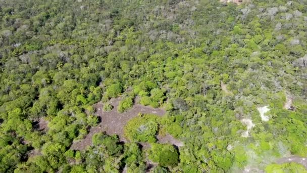 Flygfoto Tropisk Skog Djungeln Praia Forte Brazil Detaljerade Flygfoto Över — Stockvideo