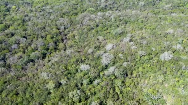 プライア フォルテ ブラジルのジャングルの熱帯林からの空撮 緑豊かなシダやヤシの木を支える森林の詳細な眺め 山脈と常緑林で覆われた丘 — ストック動画