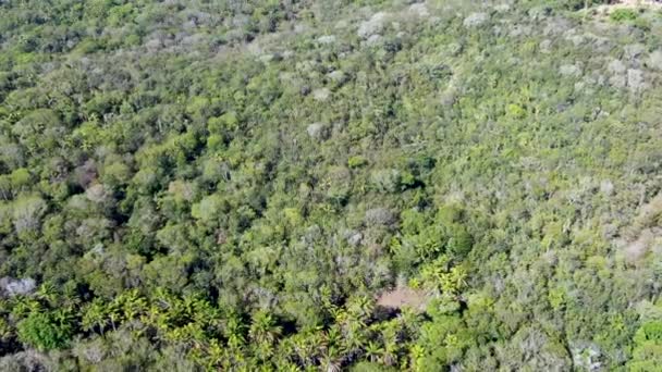 Flygfoto Tropisk Skog Djungeln Praia Forte Brazil Detaljerade Flygfoto Över — Stockvideo