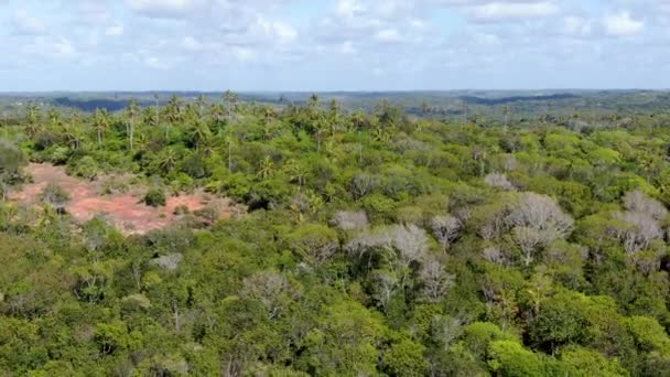 Vista Aérea Del Bosque Tropical Selva Praia Forte Brasil Vista — Vídeos de Stock