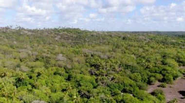 Tropikal orman, ormanda Praia yapmak Forte, Brezilya Hava görünümünü. Yemyeşil ağaçlar eğrelti otları ve avuç içi destekleyen bir orman ayrıntılı hava görünümünü. dağ ve tepeler tarafından herdem yeşil orman kaplı.
