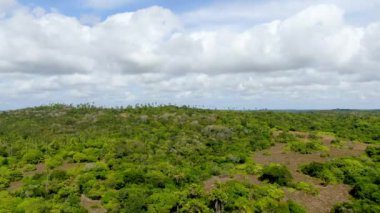 Tropikal orman, ormanda Praia yapmak Forte, Brezilya Hava görünümünü. Yemyeşil ağaçlar eğrelti otları ve avuç içi destekleyen bir orman ayrıntılı hava görünümünü. dağ ve tepeler tarafından herdem yeşil orman kaplı.