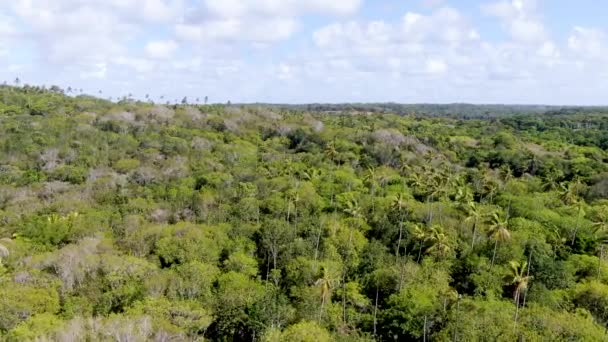 Vista Aérea Del Bosque Tropical Selva Praia Forte Brasil Vista — Vídeos de Stock
