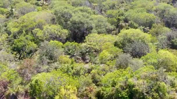 プライア フォルテ ブラジルのジャングルの熱帯林からの空撮 緑豊かなシダやヤシの木を支える森林の詳細な眺め 山脈と常緑林で覆われた丘 — ストック動画