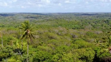 Tropikal orman, ormanda Praia yapmak Forte, Brezilya Hava görünümünü. Yemyeşil ağaçlar eğrelti otları ve avuç içi destekleyen bir orman ayrıntılı hava görünümünü. dağ ve tepeler tarafından herdem yeşil orman kaplı.