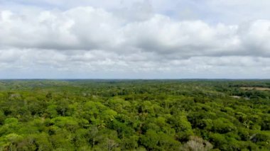 Tropikal orman, ormanda Praia yapmak Forte, Brezilya Hava görünümünü. Yemyeşil ağaçlar eğrelti otları ve avuç içi destekleyen bir orman ayrıntılı hava görünümünü. dağ ve tepeler tarafından herdem yeşil orman kaplı.