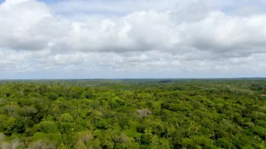 Tropikal orman, ormanda Praia yapmak Forte, Brezilya Hava görünümünü. Yemyeşil ağaçlar eğrelti otları ve avuç içi destekleyen bir orman ayrıntılı hava görünümünü. dağ ve tepeler tarafından herdem yeşil orman kaplı.