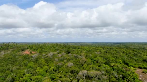 Vista Aérea Floresta Tropical Selva Praia Forte Brasil Vista Aérea — Vídeo de Stock