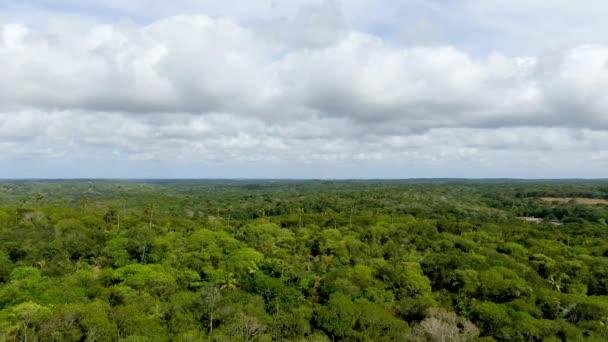 Vista Aérea Floresta Tropical Selva Praia Forte Brasil Vista Aérea — Vídeo de Stock