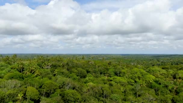 Légifelvételek Trópusi Erdő Jungle Praia Forte Brazília Részletes Légi Felvétel — Stock videók