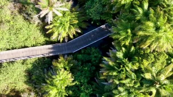 Вид Воздуха Лесной Мост Через Тропический Лес Деревянный Мост Тропических — стоковое видео