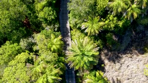 Vue aérienne du pont boisé sur la forêt tropicale. Passerelle de pont en bois dans la forêt tropicale abritant fougères et palmiers luxuriants pendant l'été chaud et ensoleillé. Praia do Forte, Brésil 