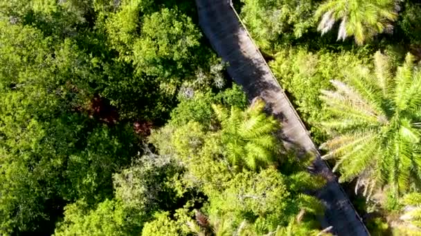 Vue aérienne du pont boisé sur la forêt tropicale. Passerelle de pont en bois dans la forêt tropicale abritant fougères et palmiers luxuriants pendant l'été chaud et ensoleillé. Praia do Forte, Brésil 