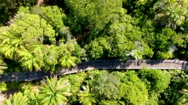 Vue aérienne du pont boisé sur la forêt tropicale. Passerelle de pont en bois dans la forêt tropicale abritant fougères et palmiers luxuriants pendant l'été chaud et ensoleillé. Praia do Forte, Brésil 